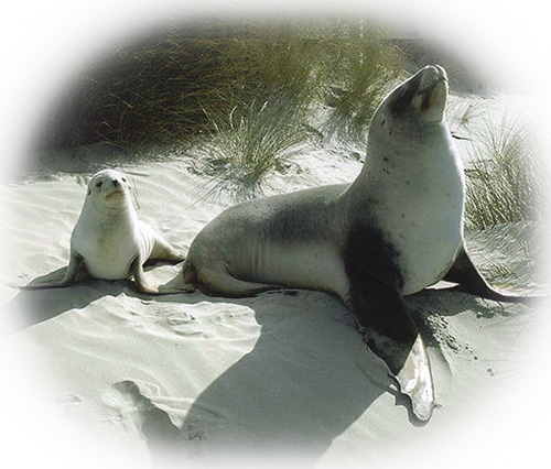sealion-trust_mp1