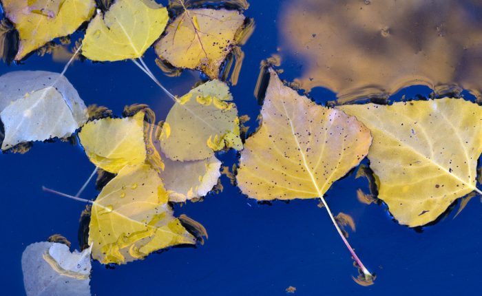 Autumn Photography Workshop