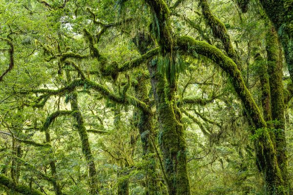 Fiordland Milford Sound Photography Tour