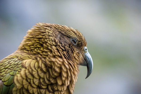 Fiordland Milford Sound Photography Tour