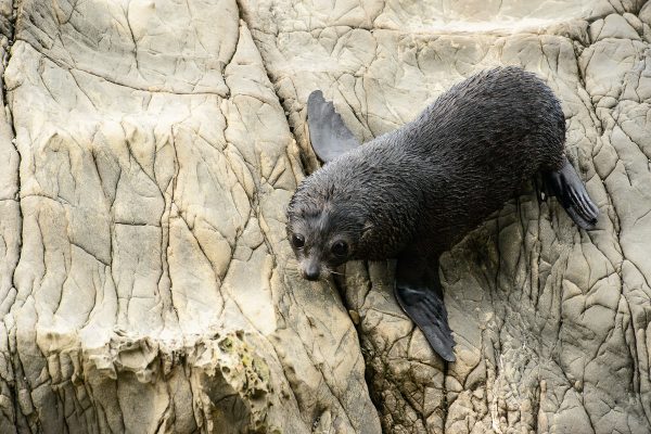 Kaikoura Photography Tour
