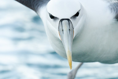 New Zealand Wildlife Photography Workshop